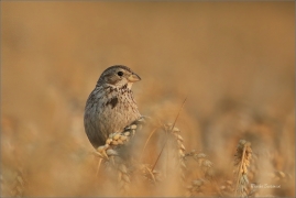 <p>STRNAD LUČNÍ (Emberiza calandra) Šluknovsko -JHiříkov ----- /Corn bunting – Grauammer/</p>